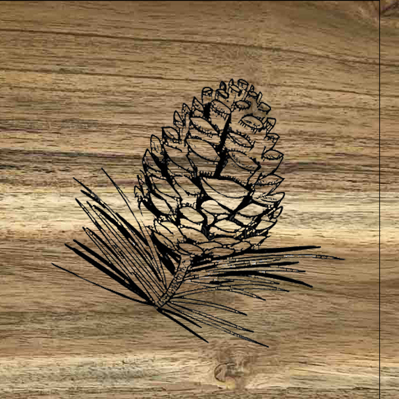POMME DE PINS -CB54-